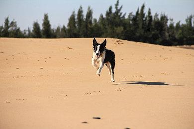 《荒野大镖客：救赎》上架Steam平台 全新截图公布